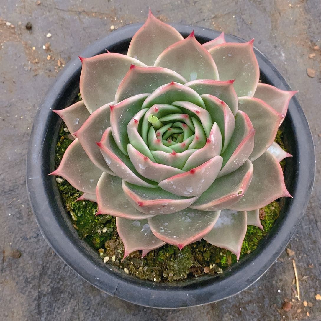 多肉植物宽叶星星