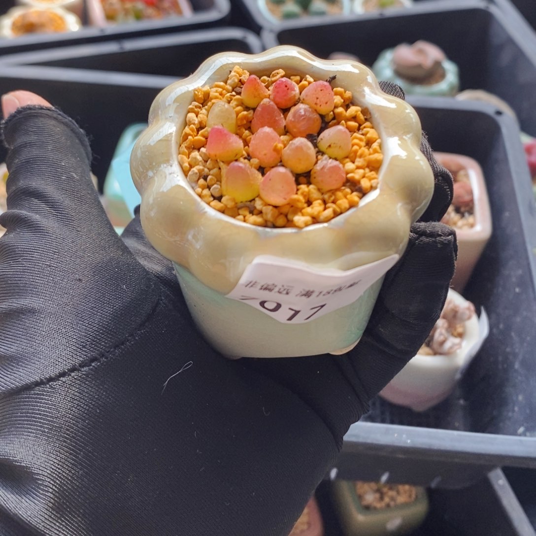 7017--一物一拍 带盆