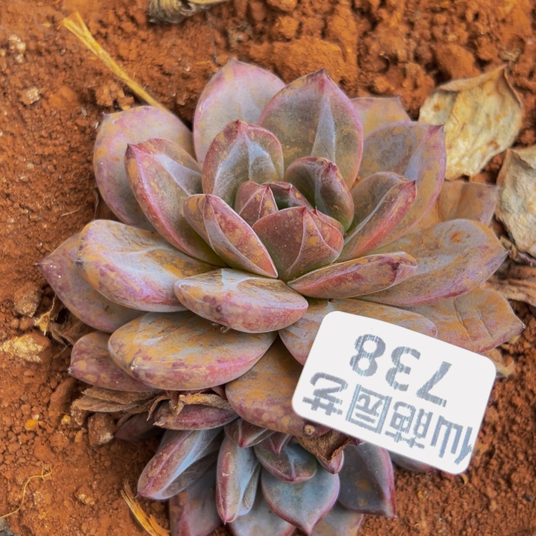 783多肉葡萄的价格是多少