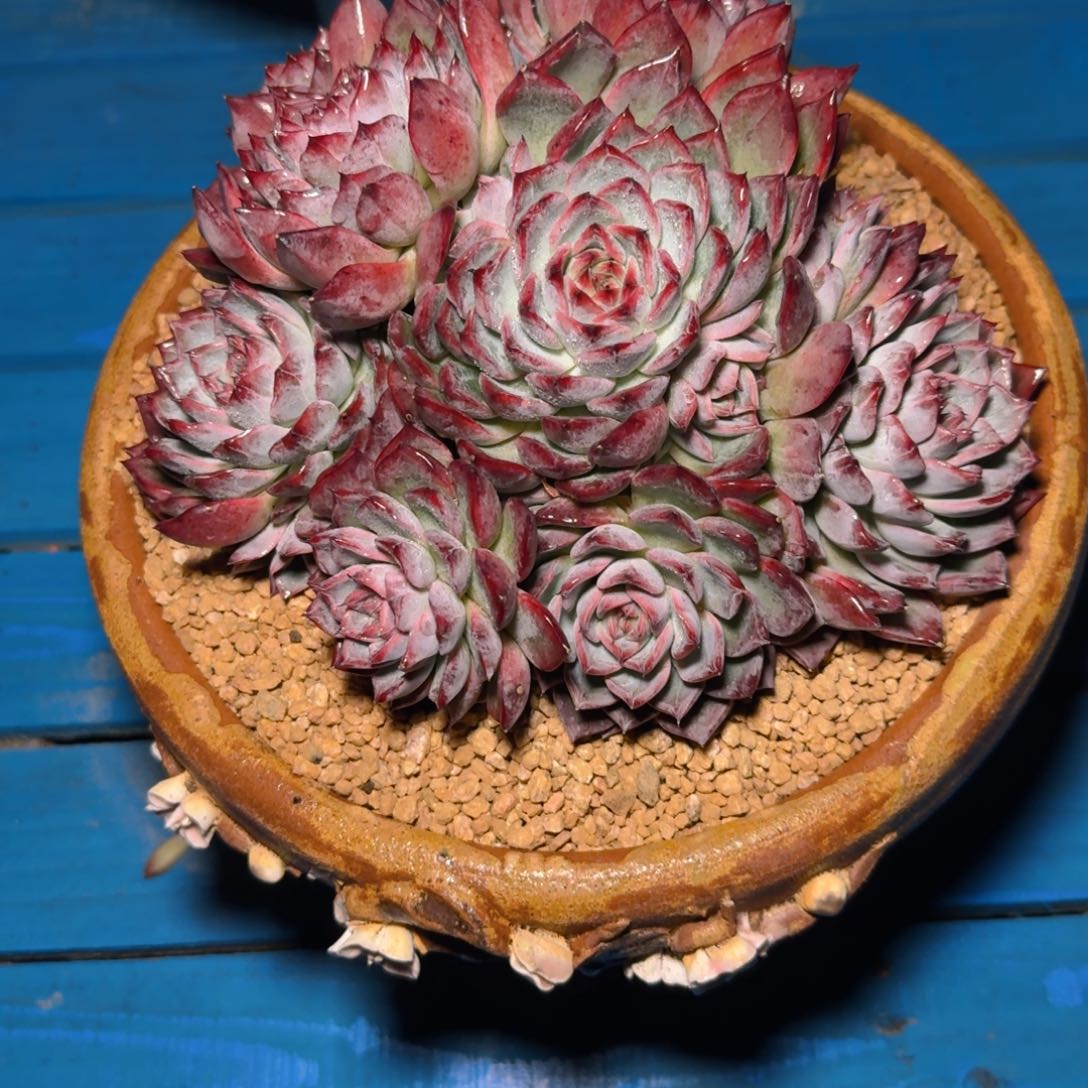 执**?多肉植物不带盆寄养