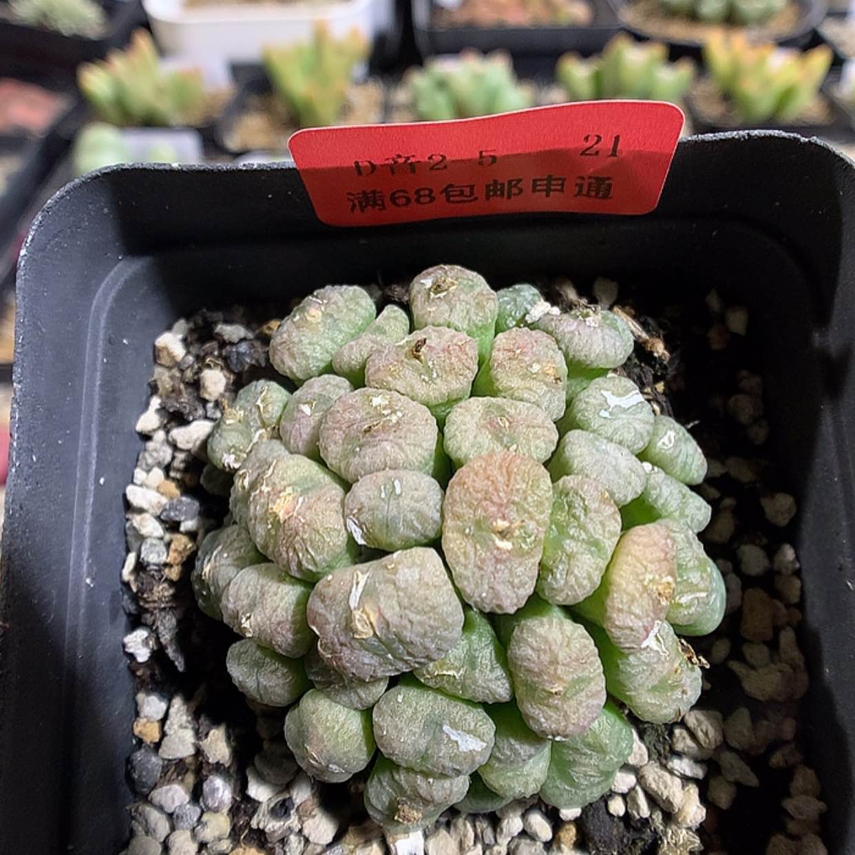 【闪购商品】2-5-21 蜜枣铜壶一群 50