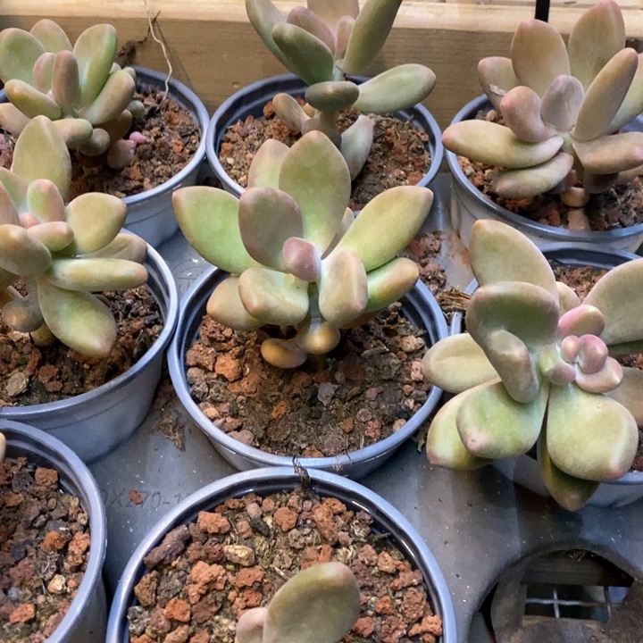 149。芒果奶。不售后