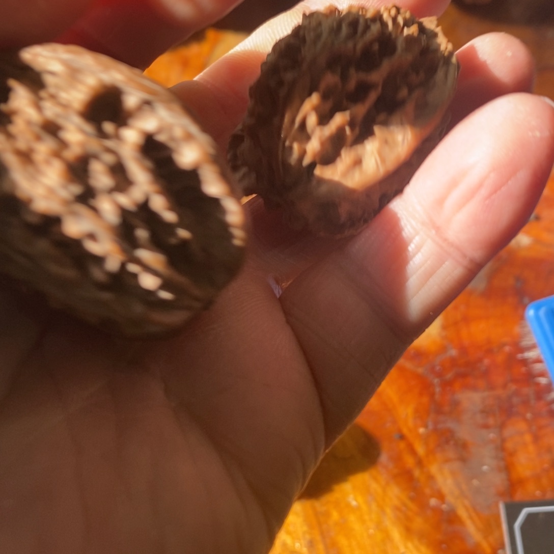 生*片秦岭南北区有两名