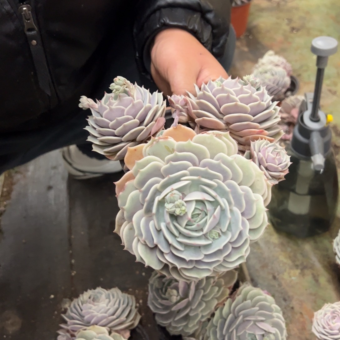 露娜莲双头起发多肉