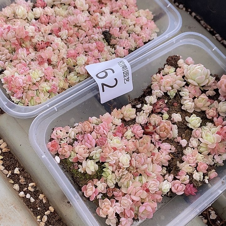 62 多肉植物盆栽花卉植物