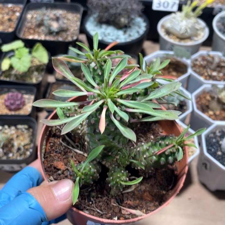 334 铁甲麒麟多头