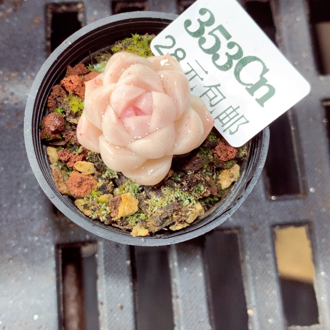 5厘米盆精控多肉353