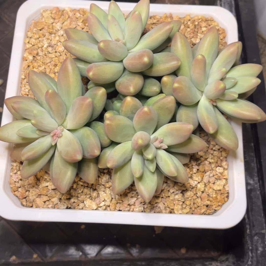 摩登脱土发货美人