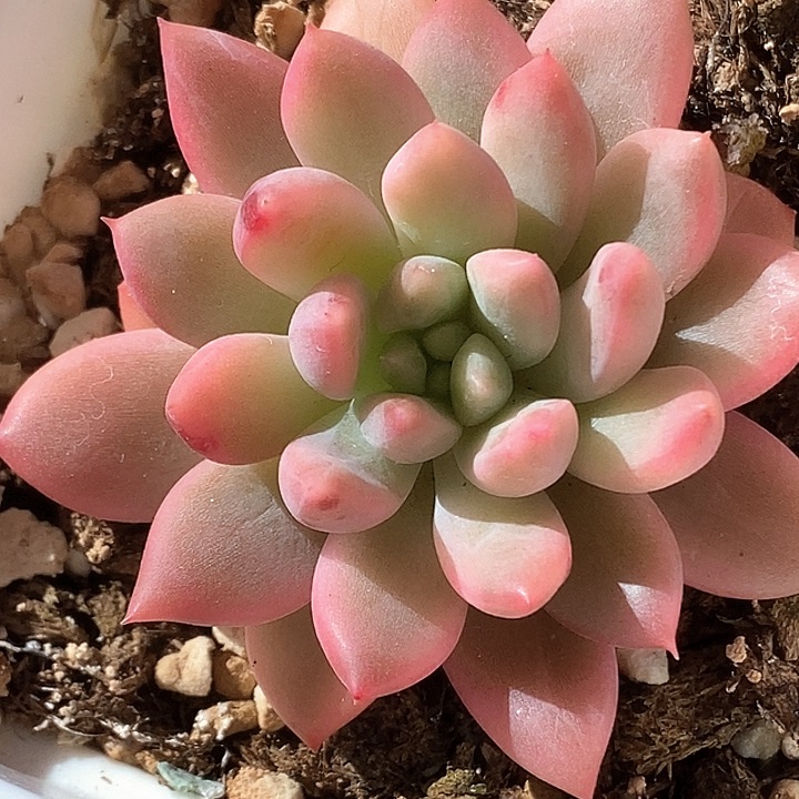 虞美人杂一物一拍，