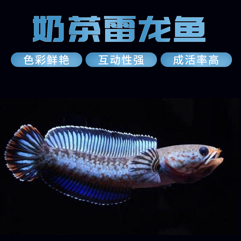 印度阿萨姆奶茶雷龙小型观赏鱼