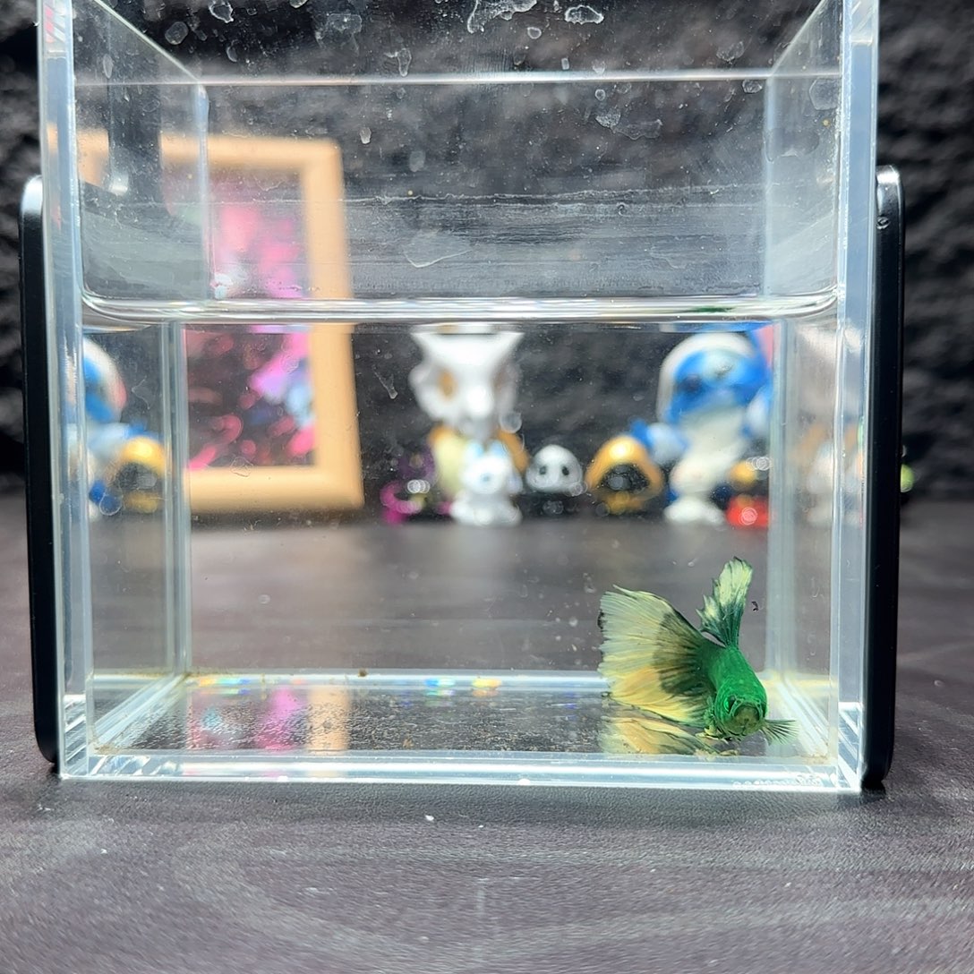 斗鱼十二月二十九号