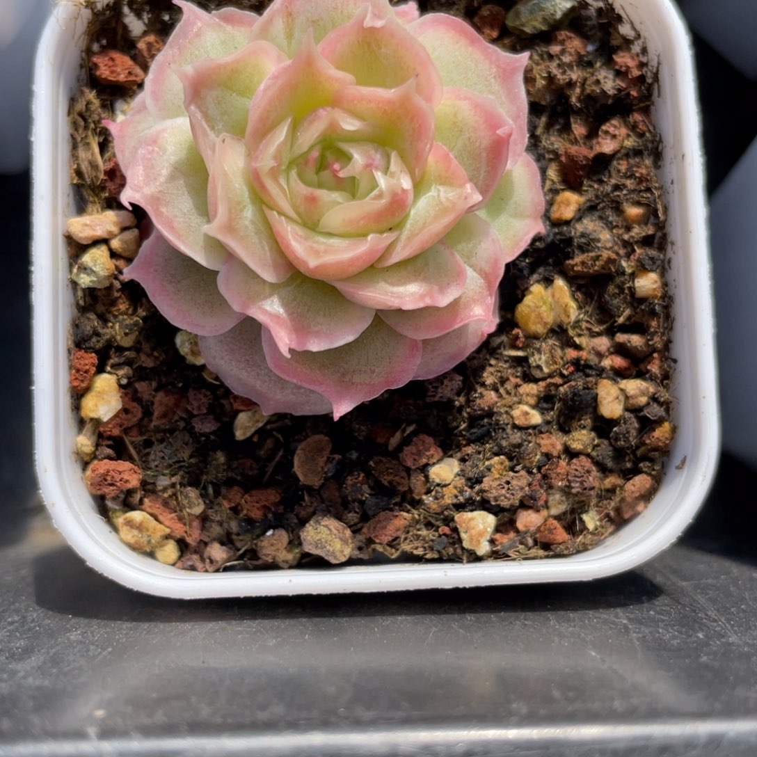 Z951水晶虾饺4.0cm