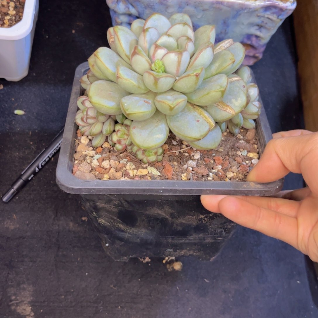 友家多肉一物一拍