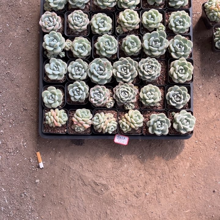 早**伙早市小火冰玉