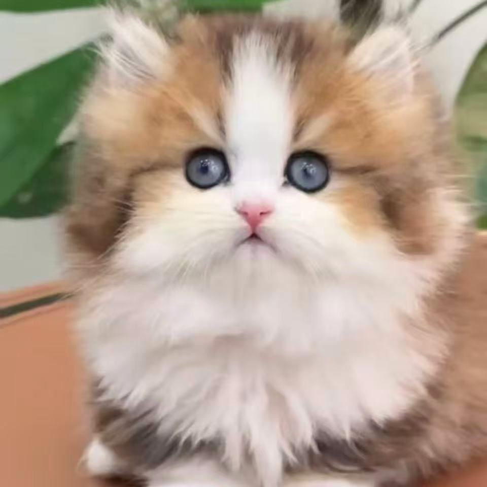 卖萌家的德文塞尔凯克拿破仑曼基康矮脚缅因猫