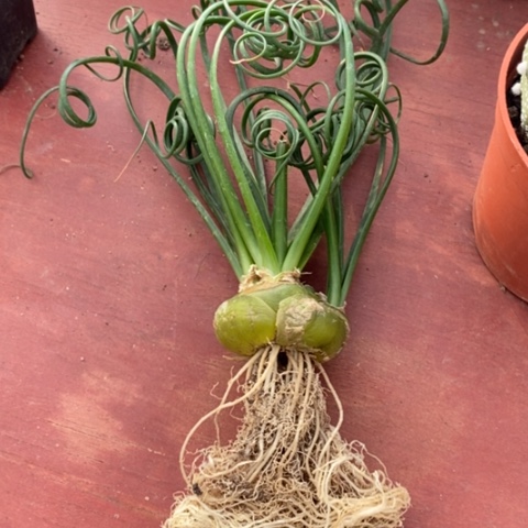 大弹簧草4仙人球