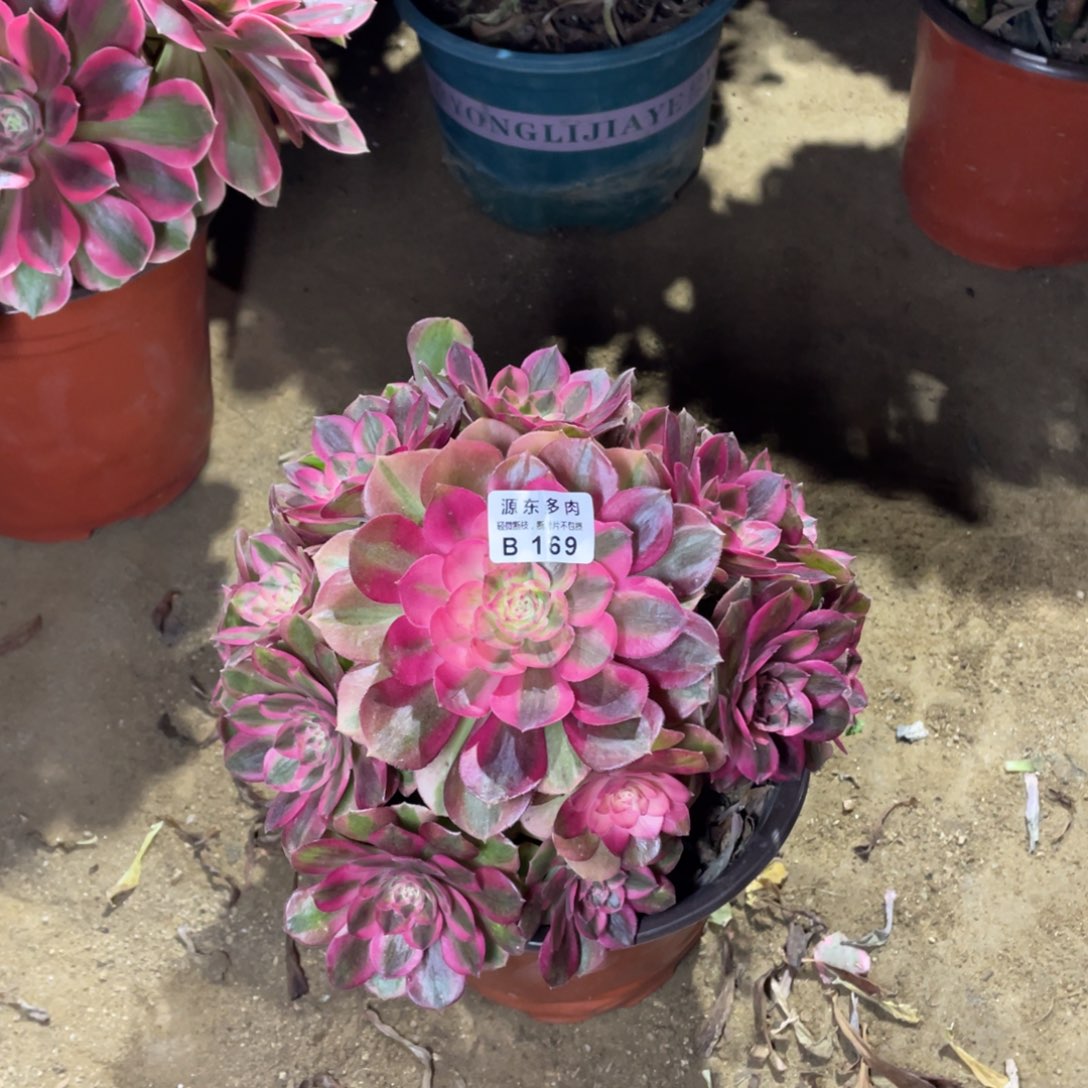 169火龙果多肉法师断枝不包