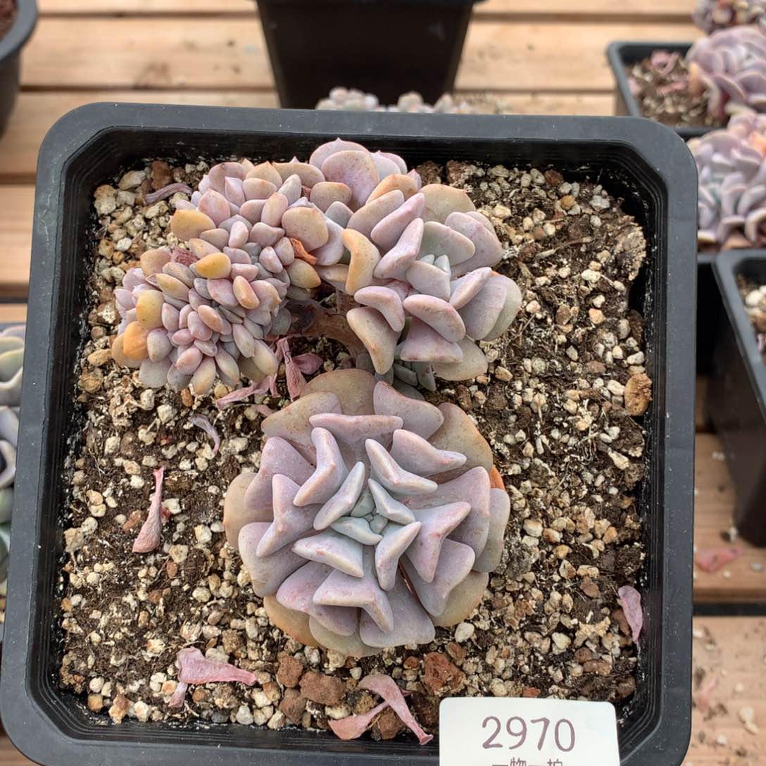 11厘米胸花雪精灵缀2970