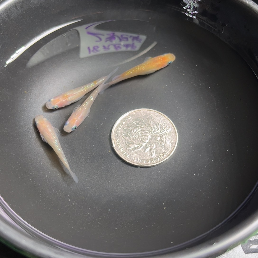 青鳉鱼粉王华4条76号