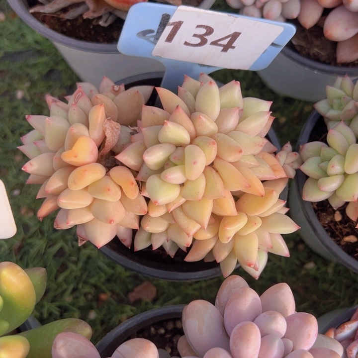 健健康康平平安安