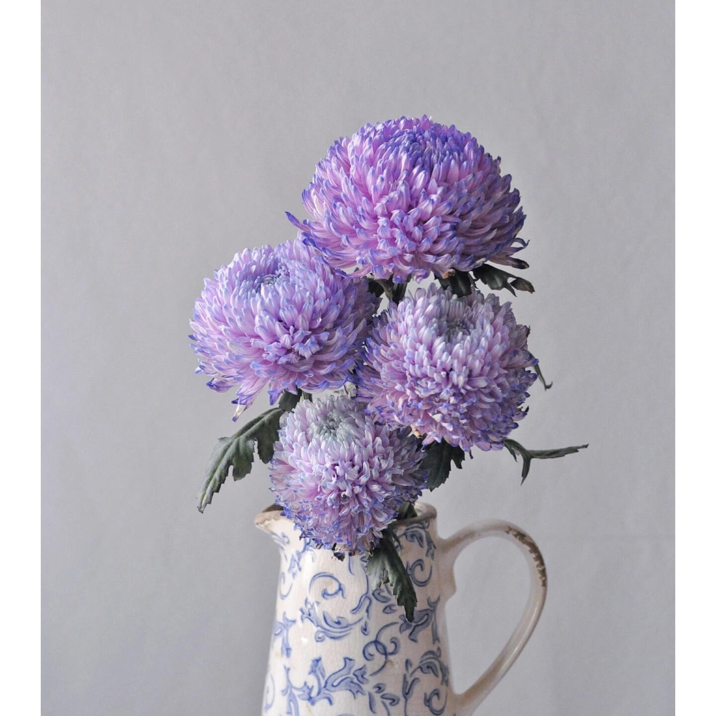 迷你-梦幻紫牡丹菊小菊花小花朵花开富贵牡丹菊水养鲜花