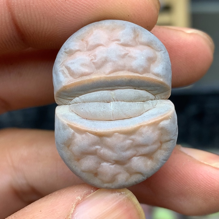 精品多肉植物嘟嘟粉唇