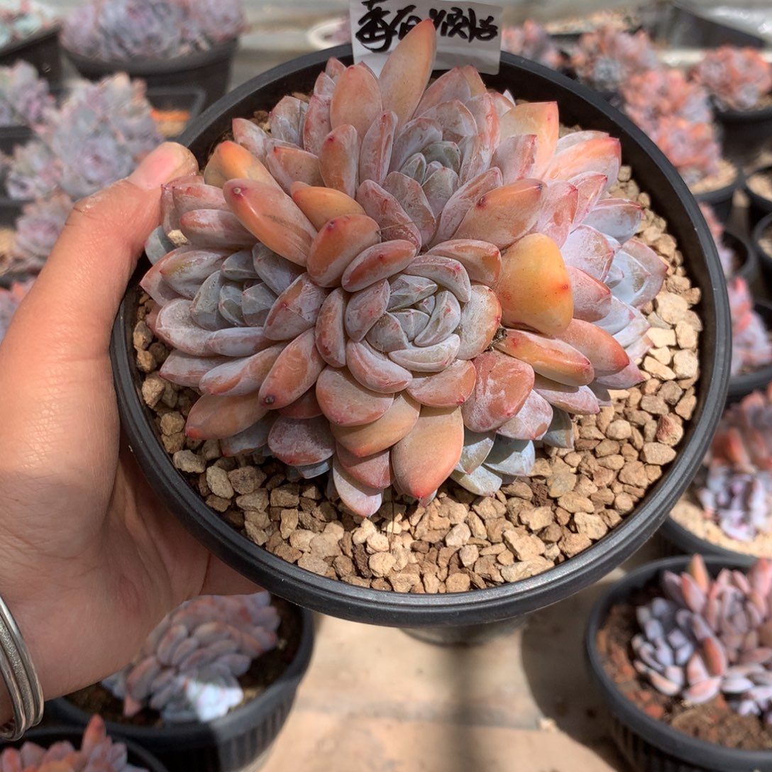 无花朵哈哈哈哈哈哈哈哈没有烦恼