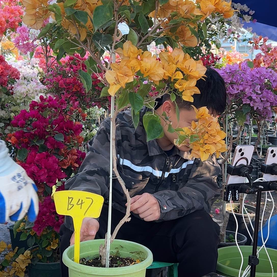 薰***萦大部分花苞少量开放B47金色光辉