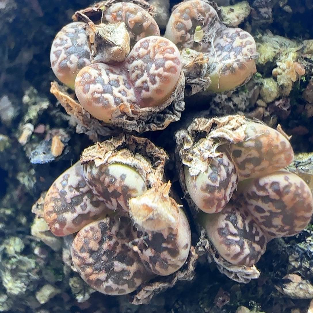 开播福利来啦42374