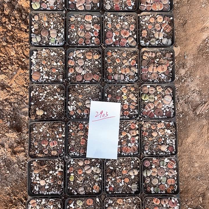 2903。     生石花一整筐。  