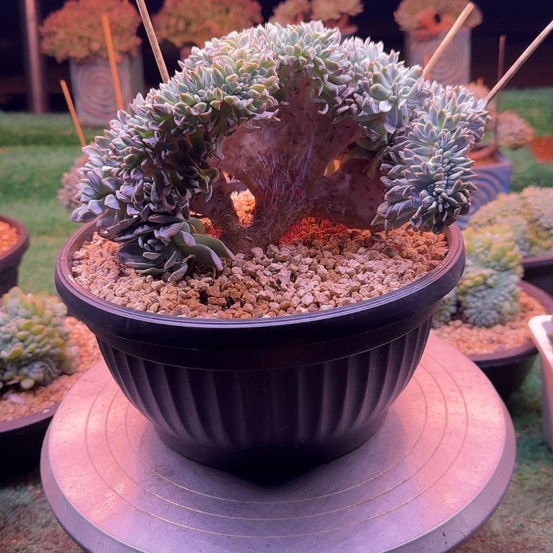 星影树缀无砍多肉