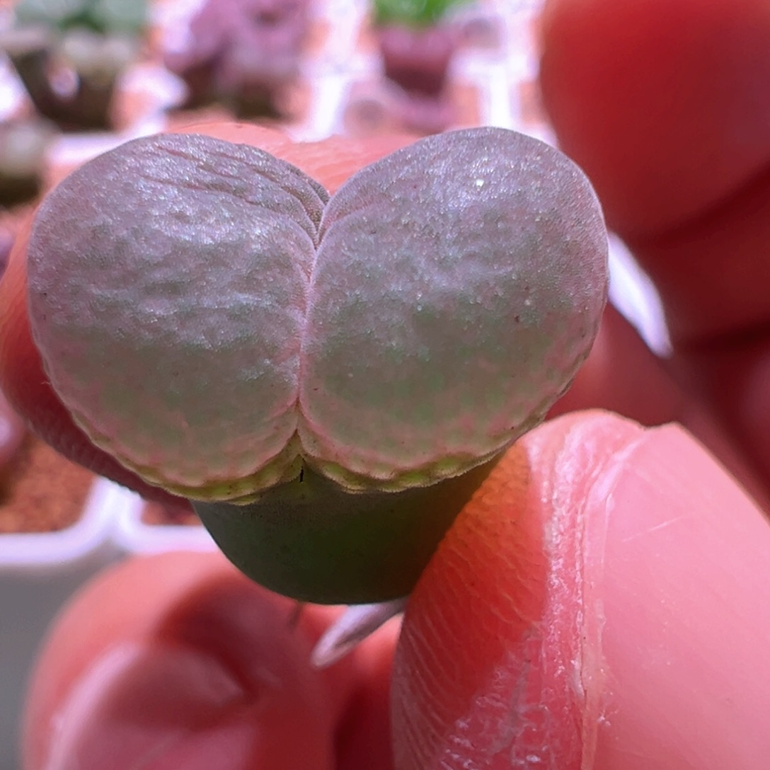 0679，风铃混，肉锥植物