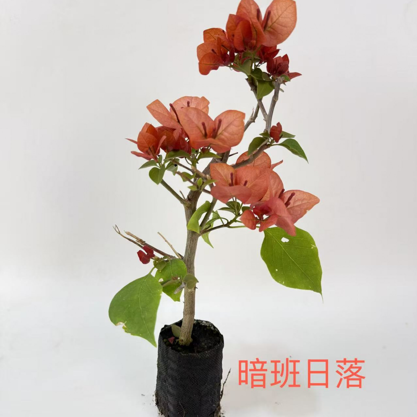日落（带花发货）三角梅布袋小苗