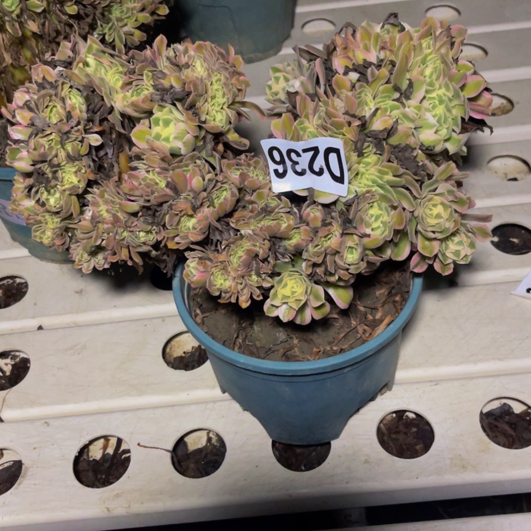 女巫法师7-8包邮法师