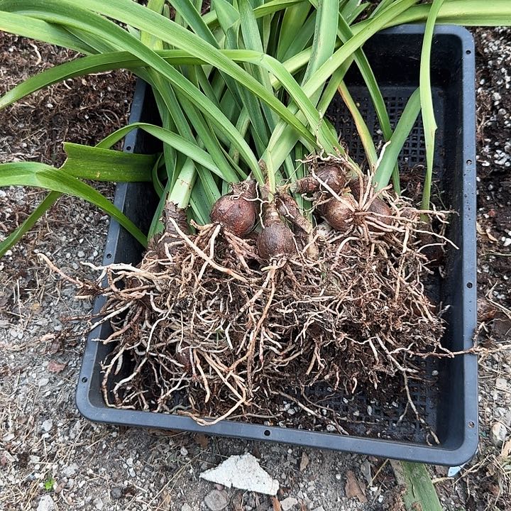 *****选美皇后朱顶红一堆  