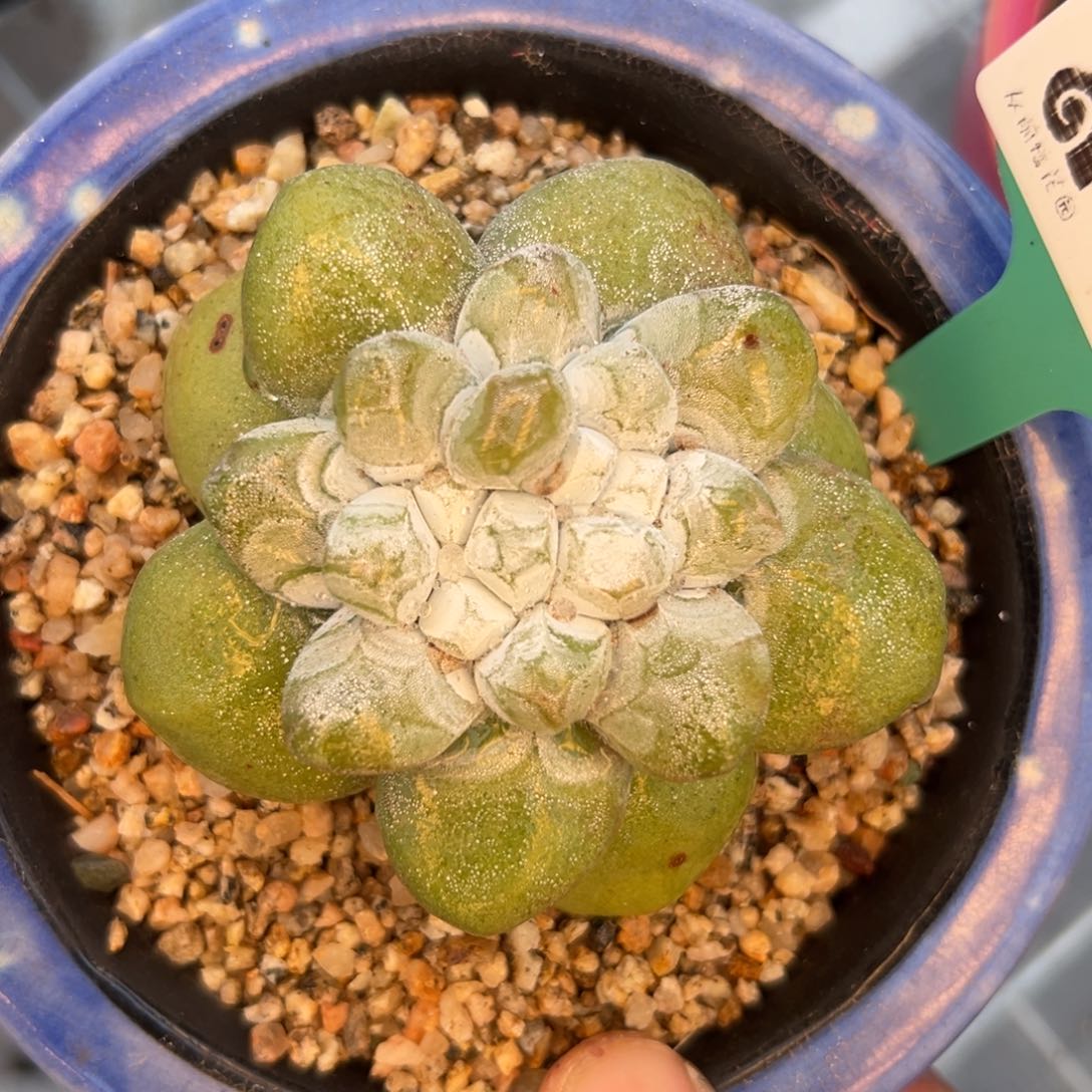 多肉一物一拍0207-30拇指缀