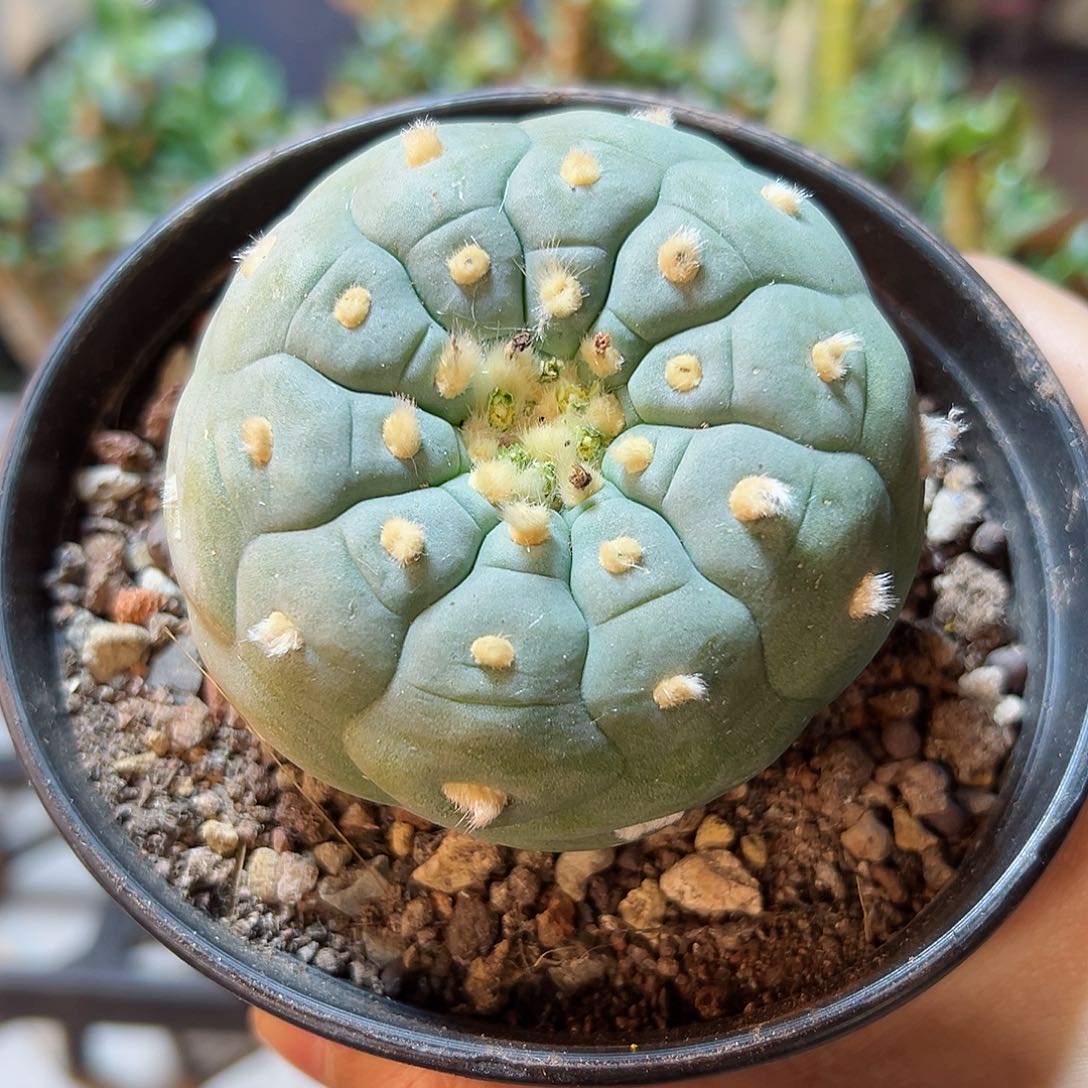 13号实生银6.5公分