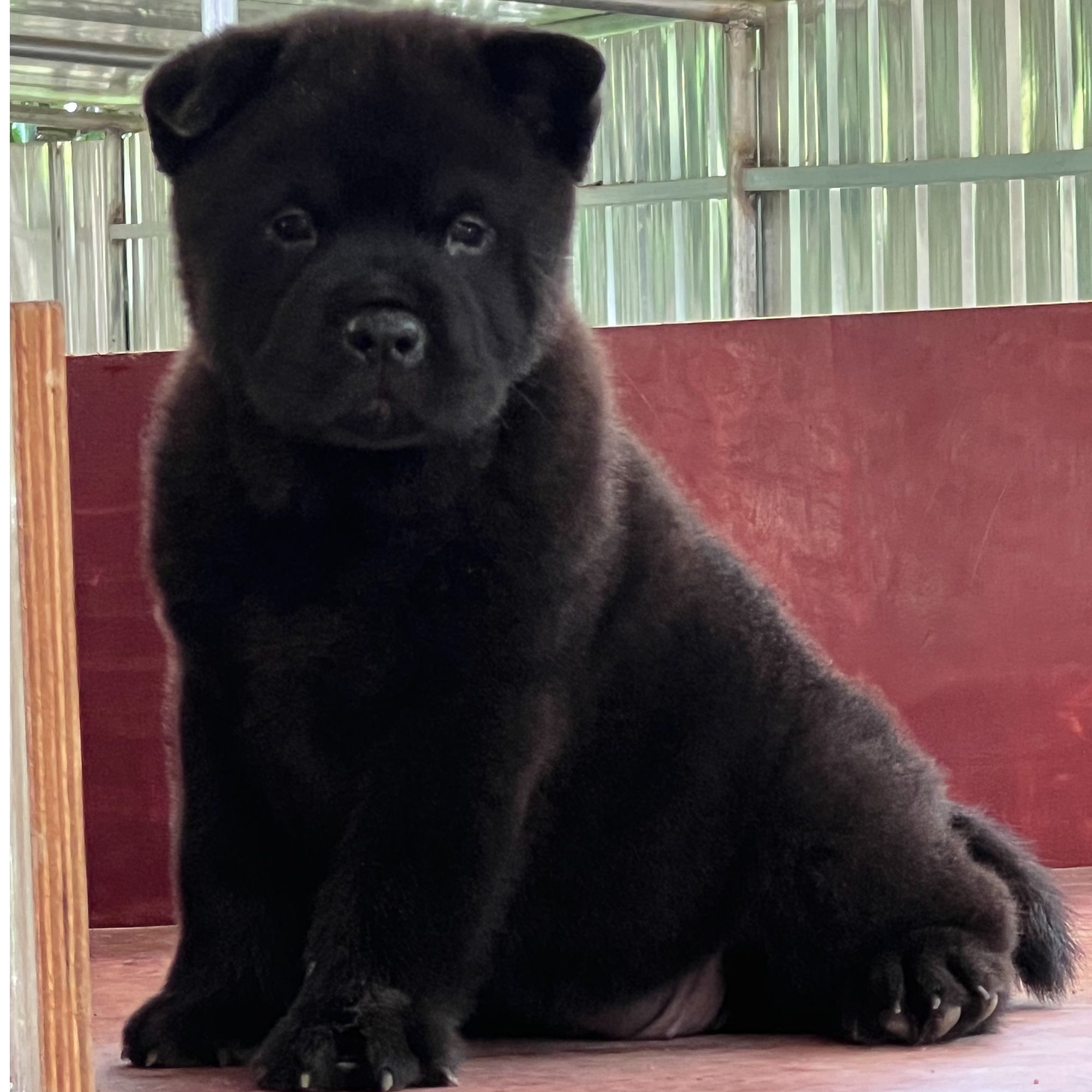 广西五黑犬五红犬田园犬狗狗活体幼犬