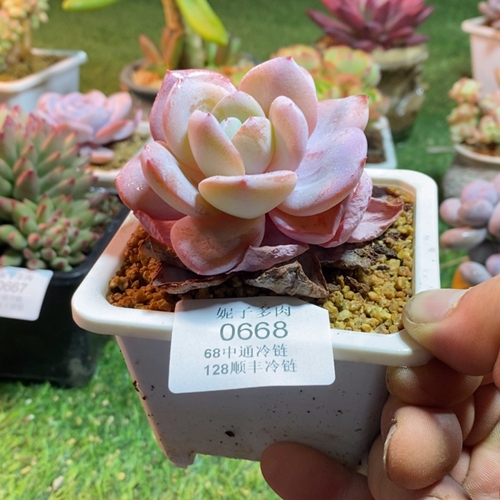 0668啊啊啊啊啊啊啊啊