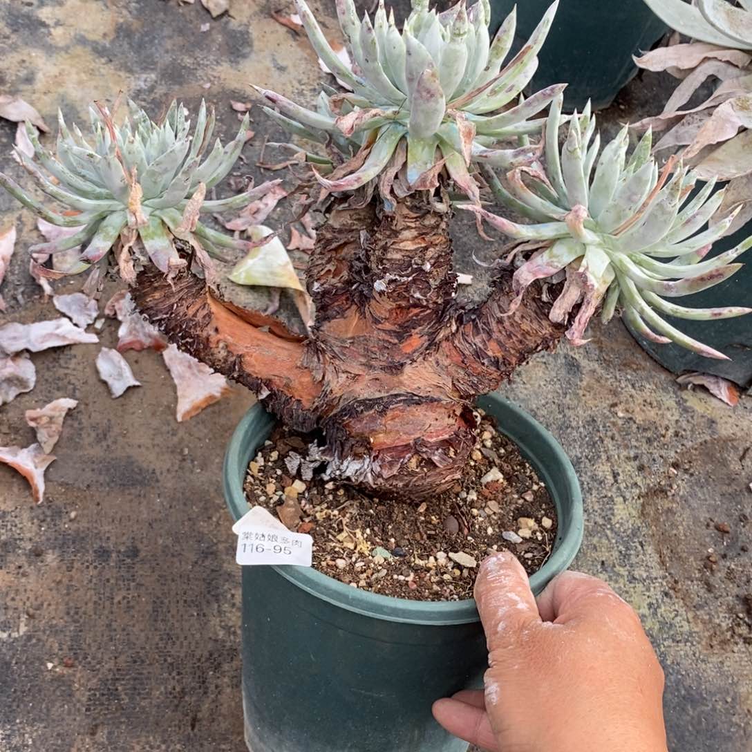 95号雪奴粗腿子群