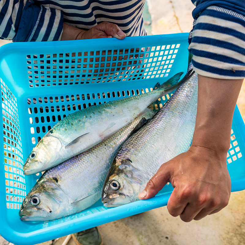 【大鱼！默认每周五发 可指定日期】江水原生态鲥鱼源头发现捞送料包