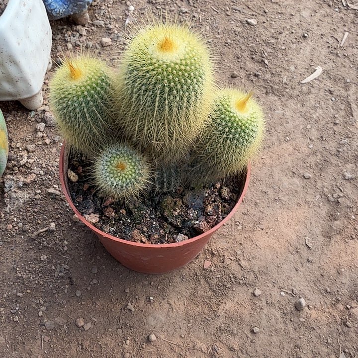 O***H金冠的时候就觉得