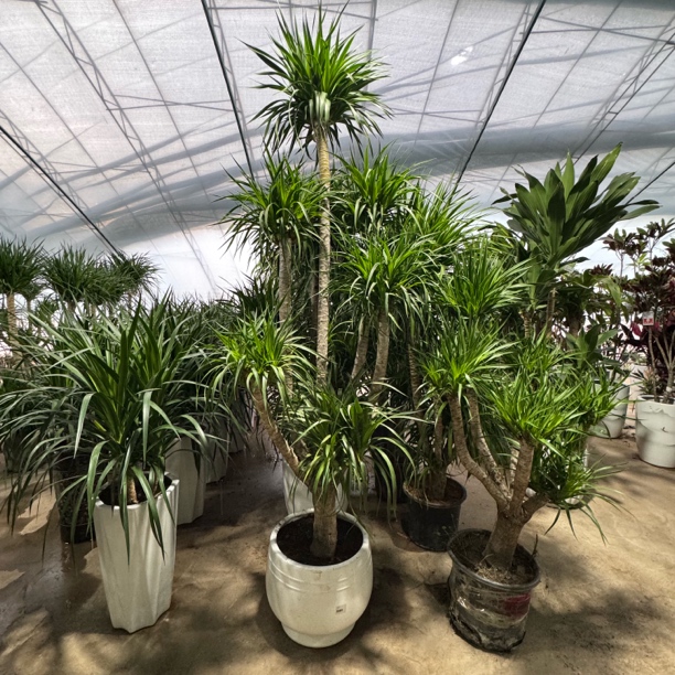 造型多头龙须树瓷盆1盆