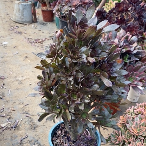灰法多肉植物020