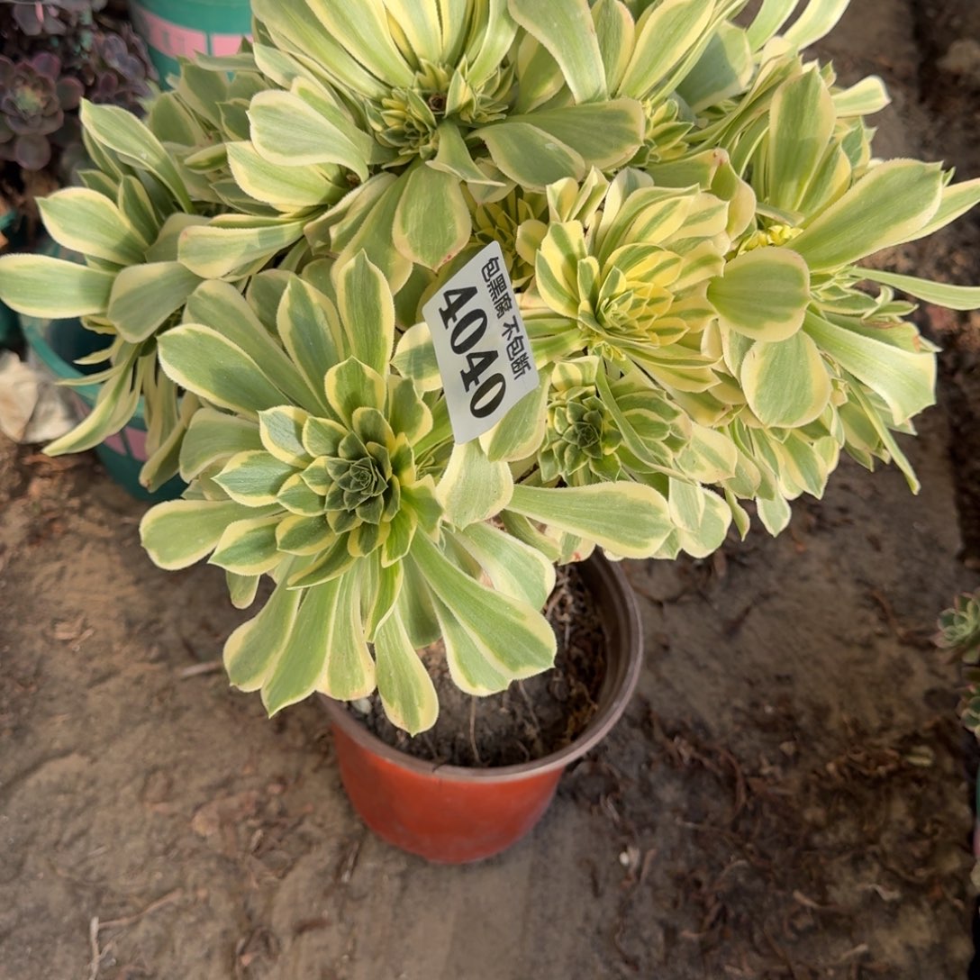 法师 彦宁 4040  18-28