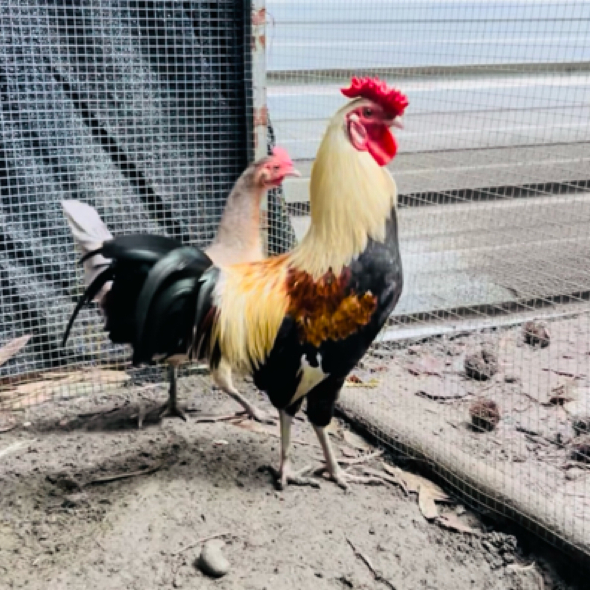 活体宠物鸡通用链接