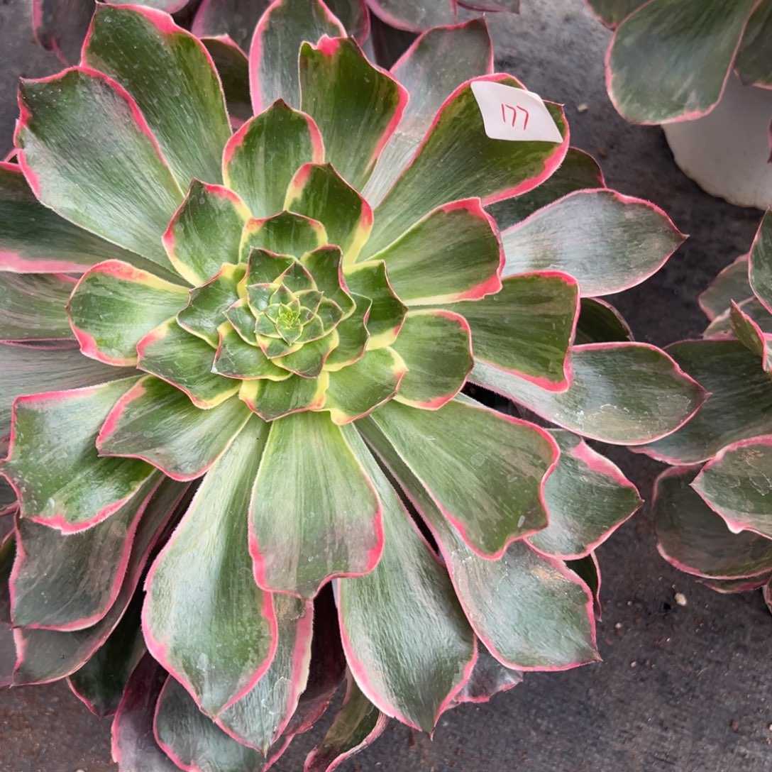 177恶魔之眼多肉多肉多肉多肉