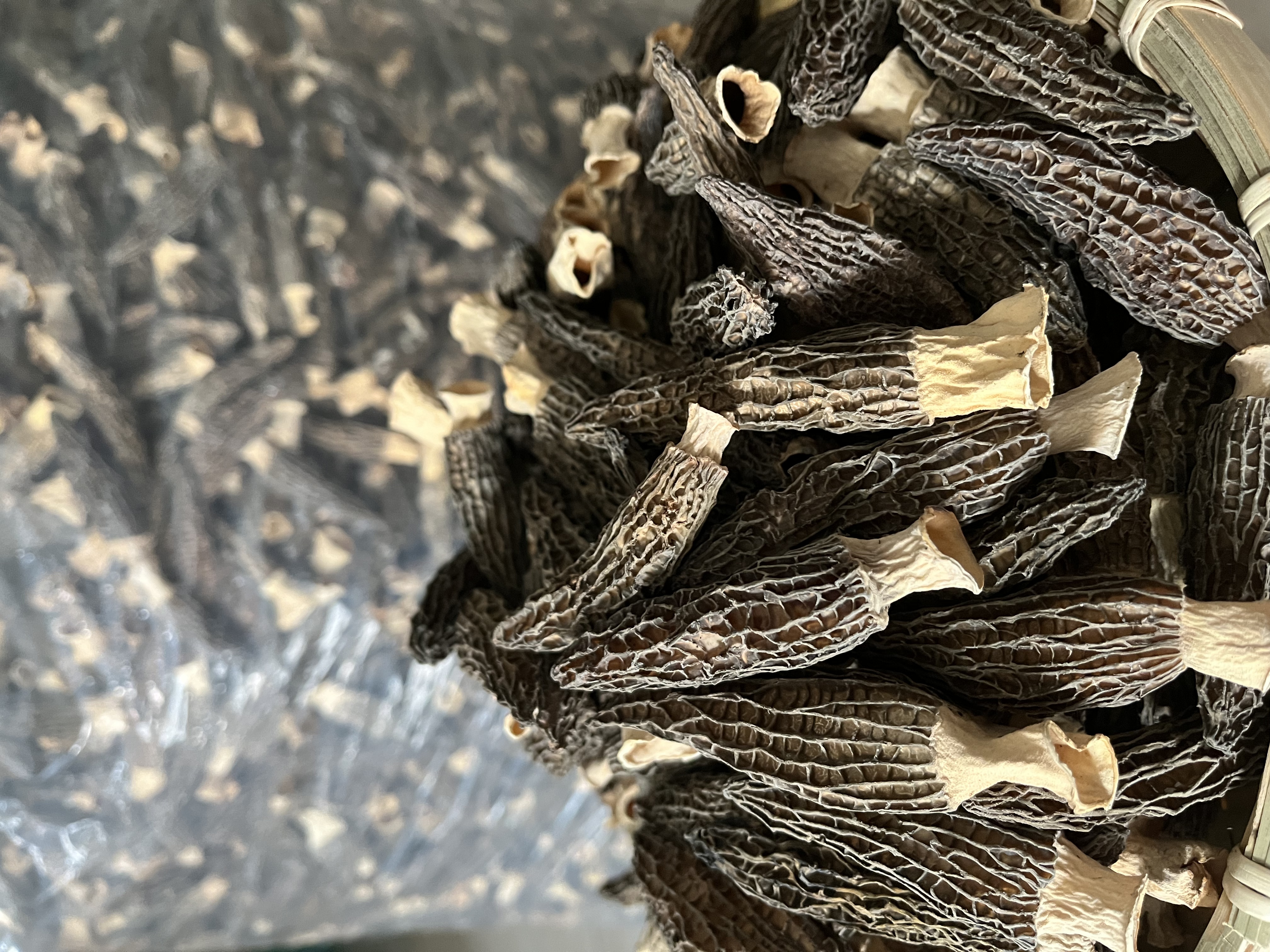 川西高原头茬细纹羊肚菌送礼首选