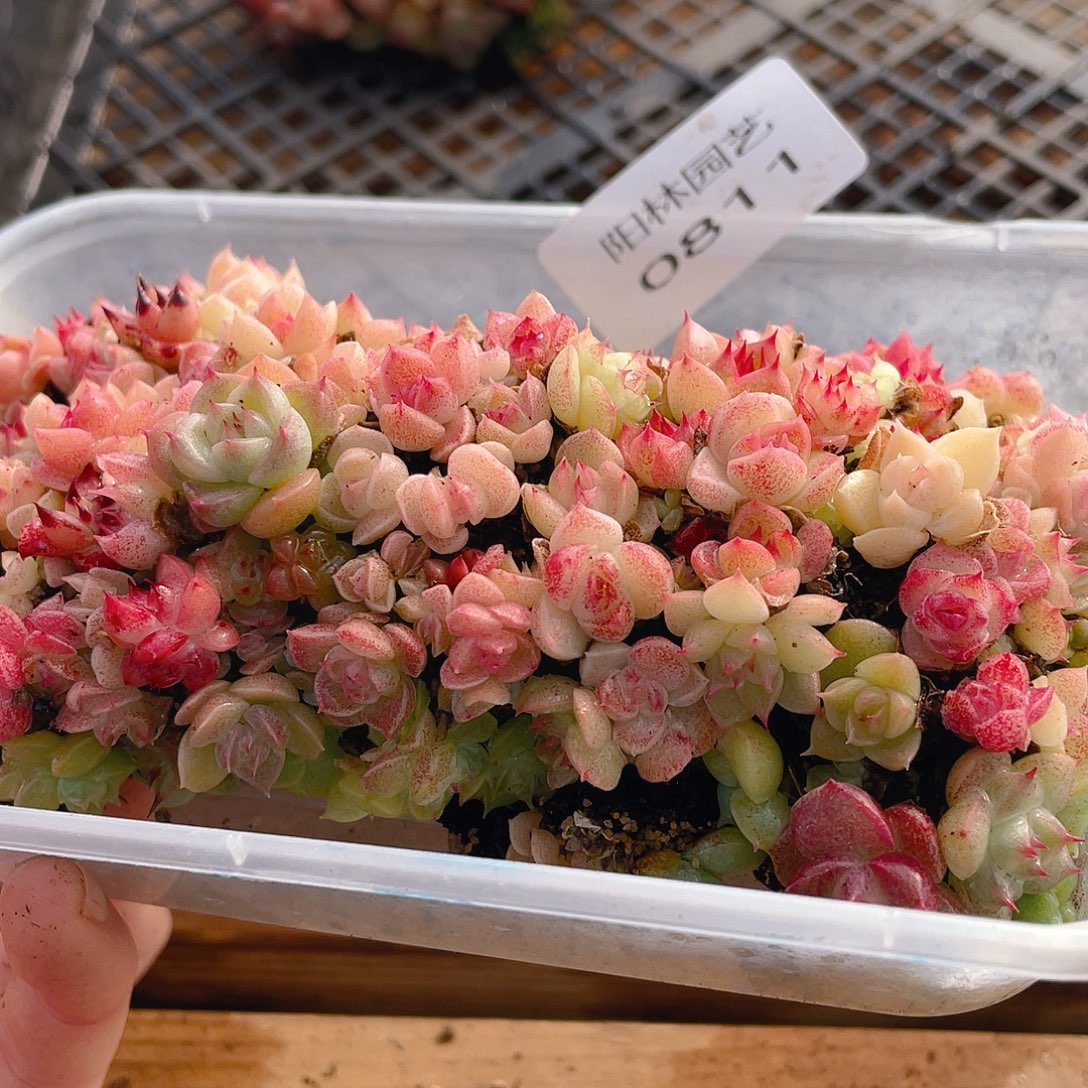 多肉植物多肉植物811