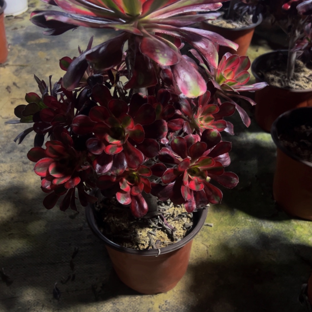 开***心法师多肉植物丽娜175